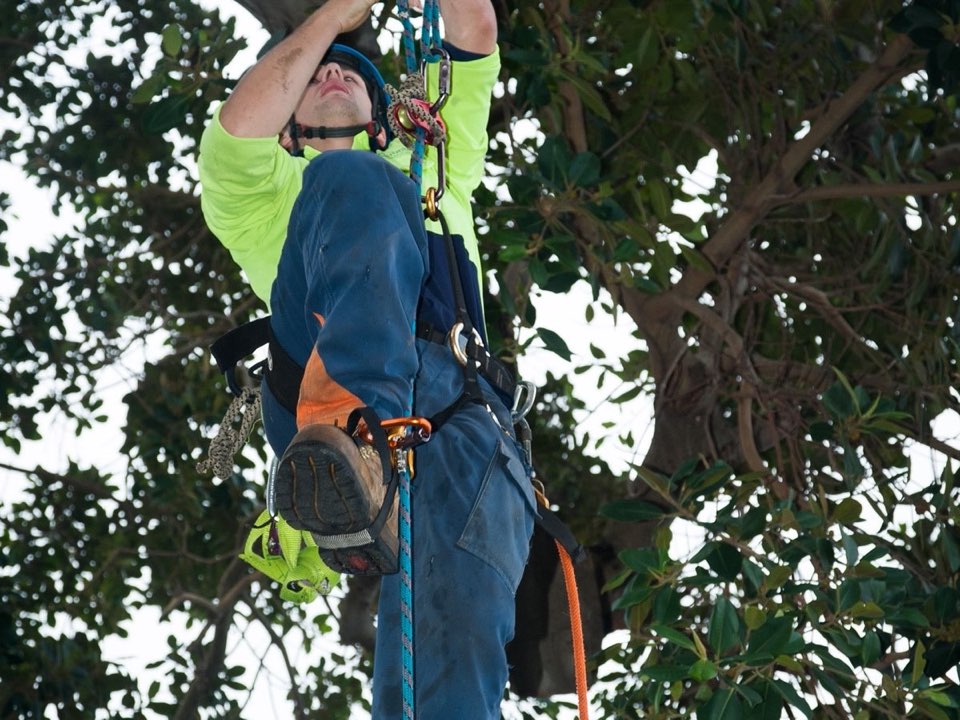 Qualified arborist working in a mature tree during an Enviro Trees UK survey in Moray