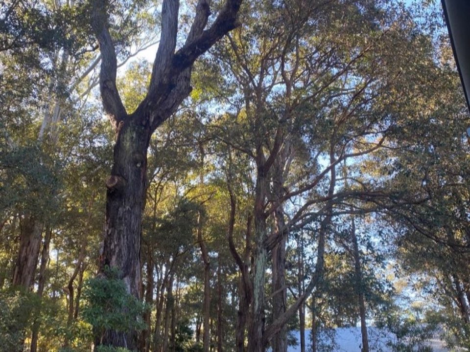 Mature trees in Moray parkland with a property visible in the background